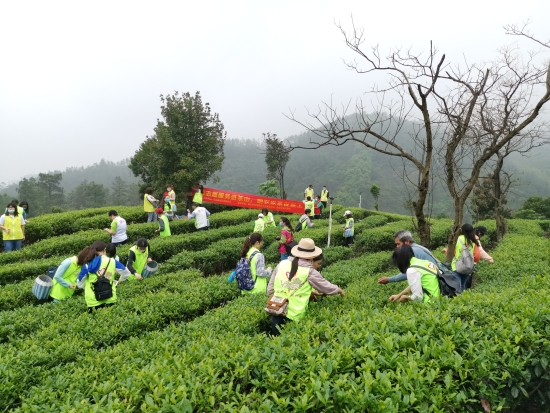 古劳镇精心打造“公司+茶园+扶贫户”模式，实现产业帮扶、互惠互赢、助力脱贫的目标，共带动37户贫困户增收。.jpg