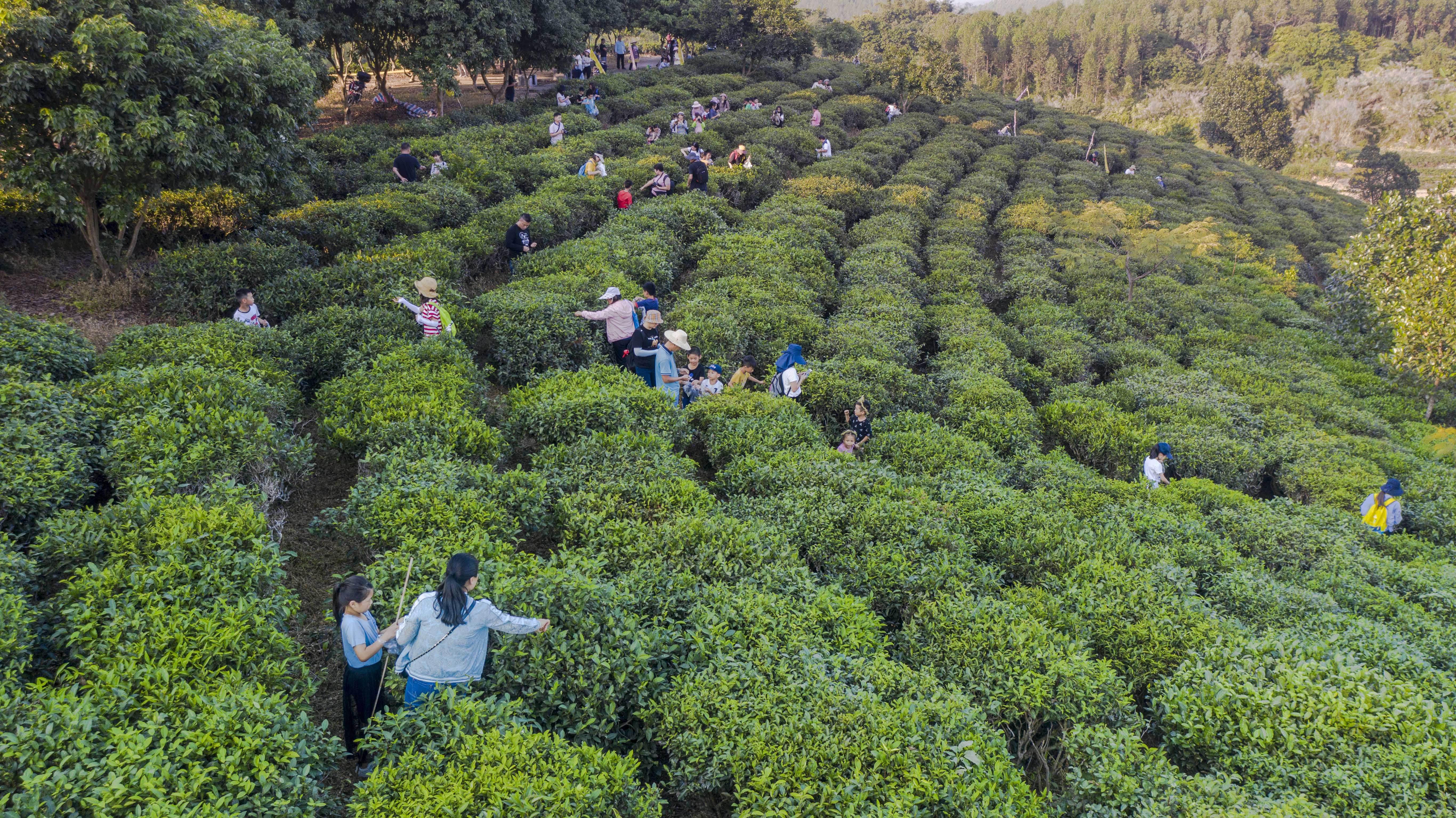 《茶綠情濃》－邱航蘇18138653809.jpg