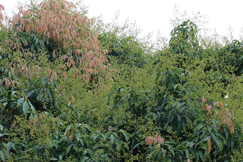 3【标题】春季荔枝管理保花是重点.JPG