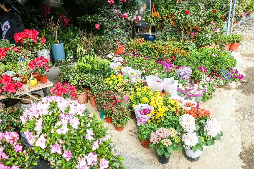 4【标题】大朗花卉市场可以买年花啦！ (3)~2.jpg