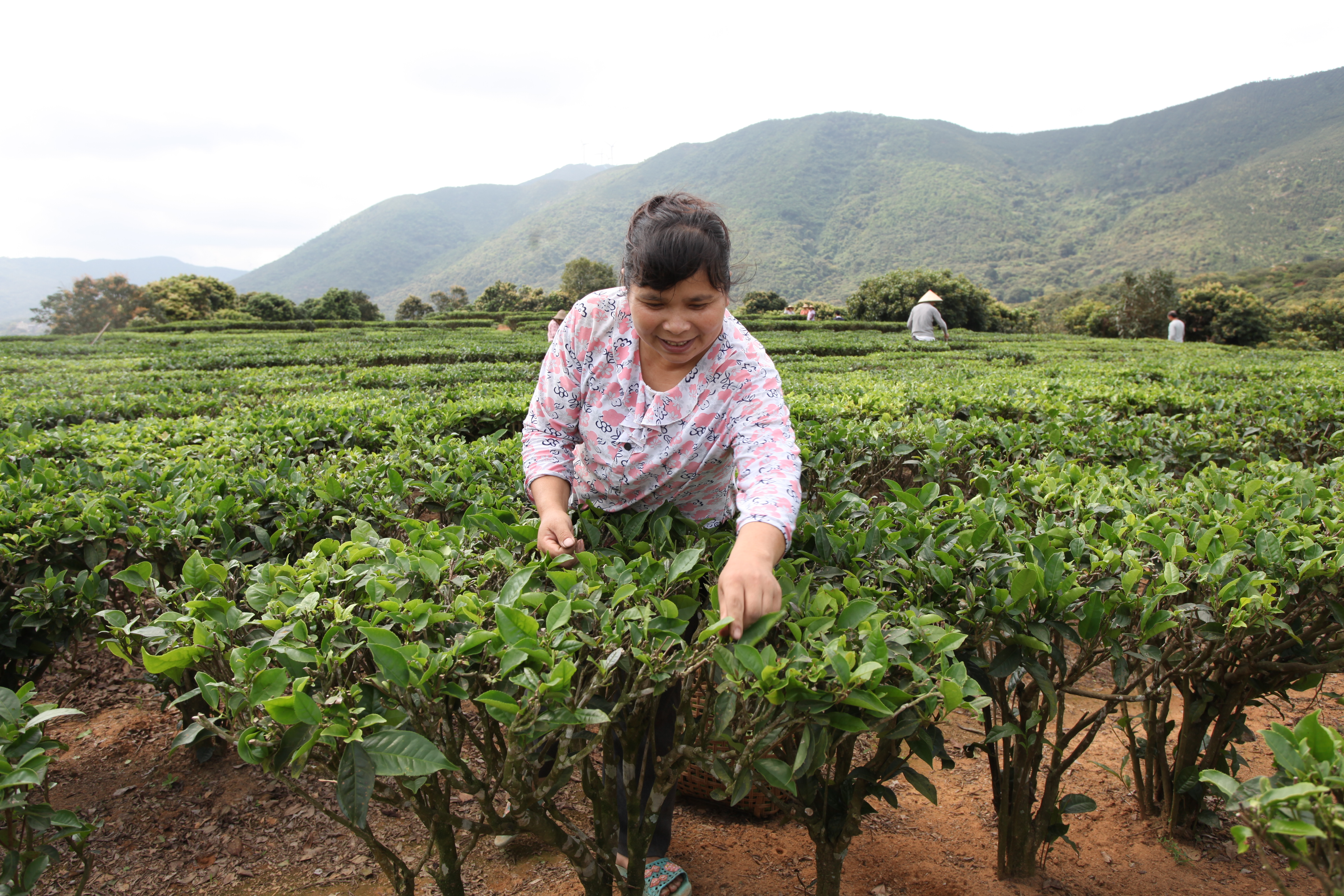 漫山葱绿的茶园中，到处是茶农们忙碌的身影。.jpg