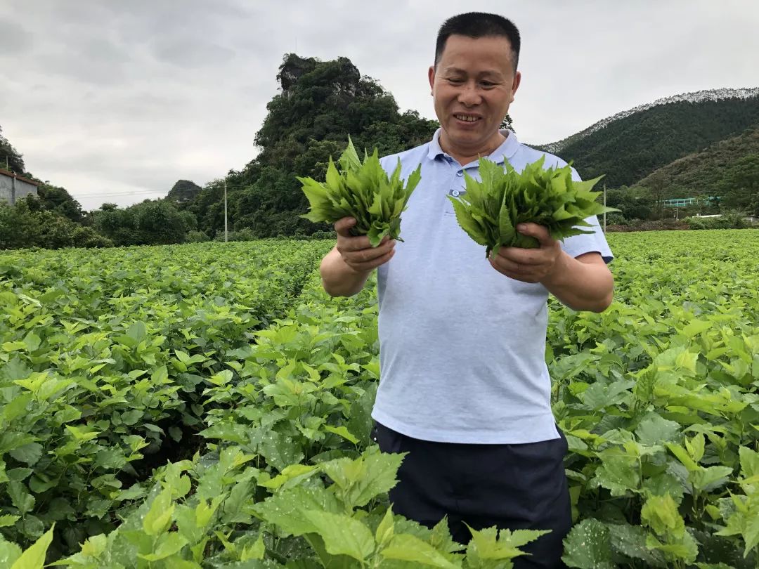 南方电网广东清远英德供电局工作人员到桑叶地里检查供电线路，为用户送上贴心服务，确保用户正常用电。图为万仔蚕桑合作社负责人许万红正在采摘桑叶。（杨传蔚 摄）
