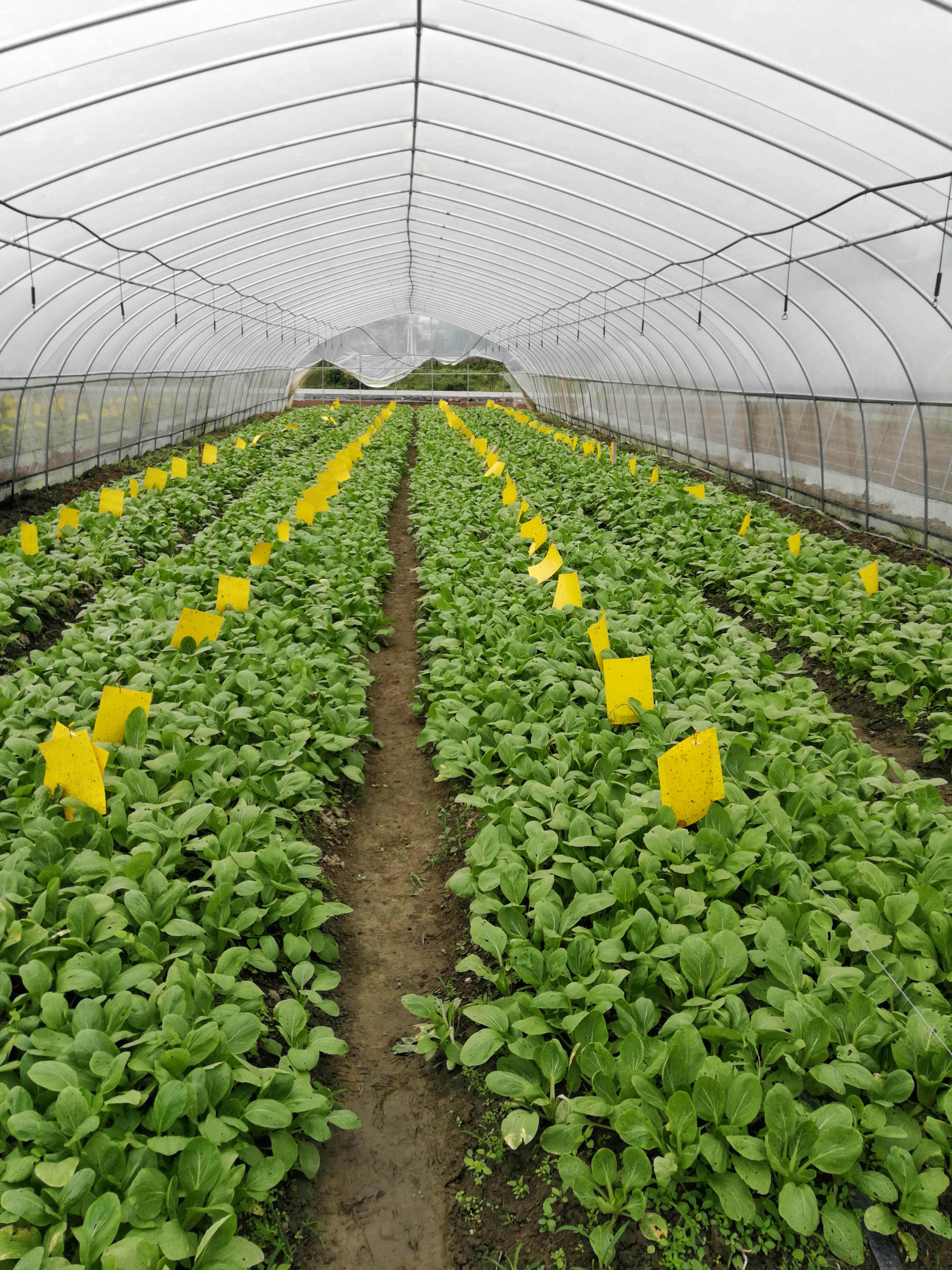 东水村发展蔬菜种植产业。
