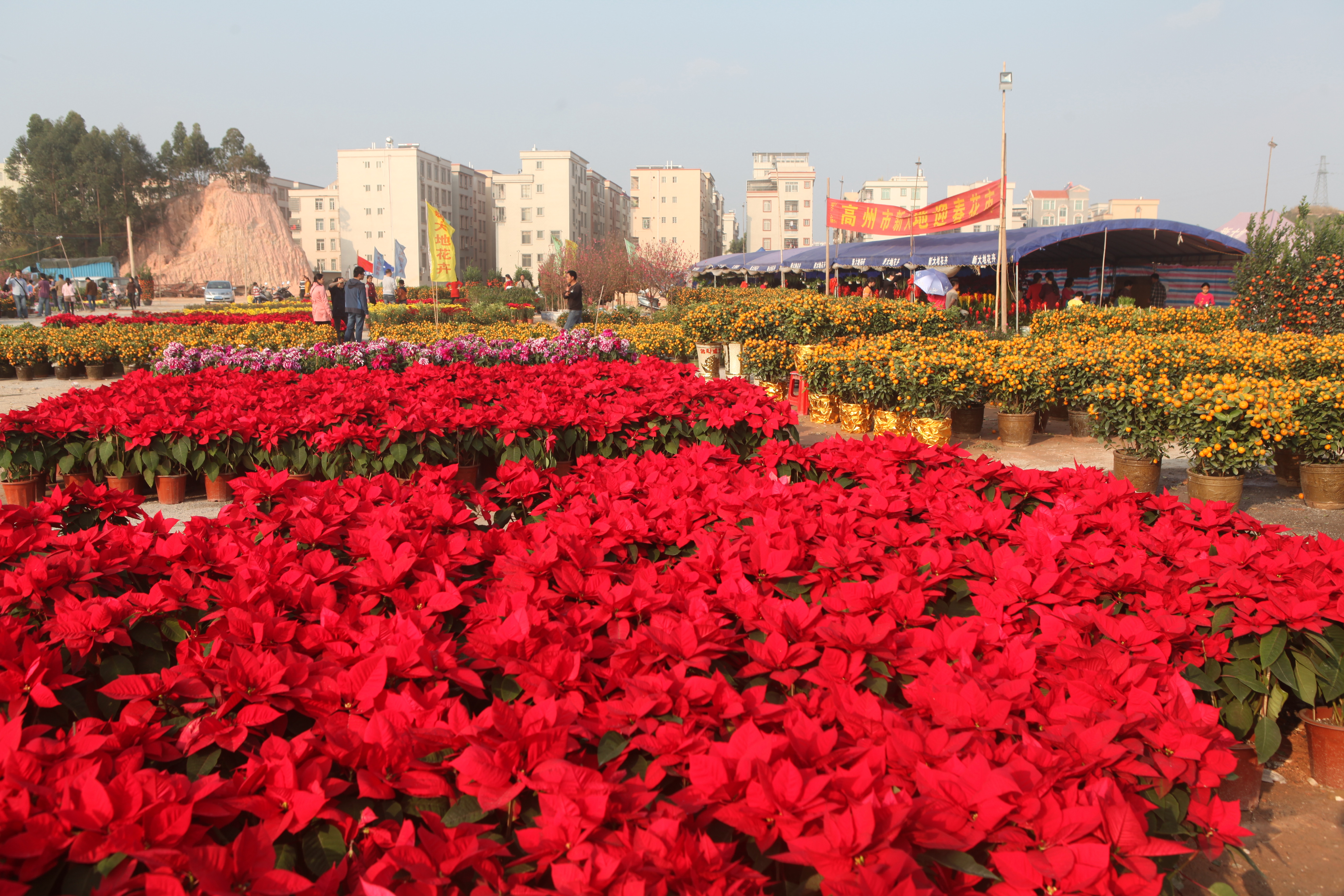 迎春花市