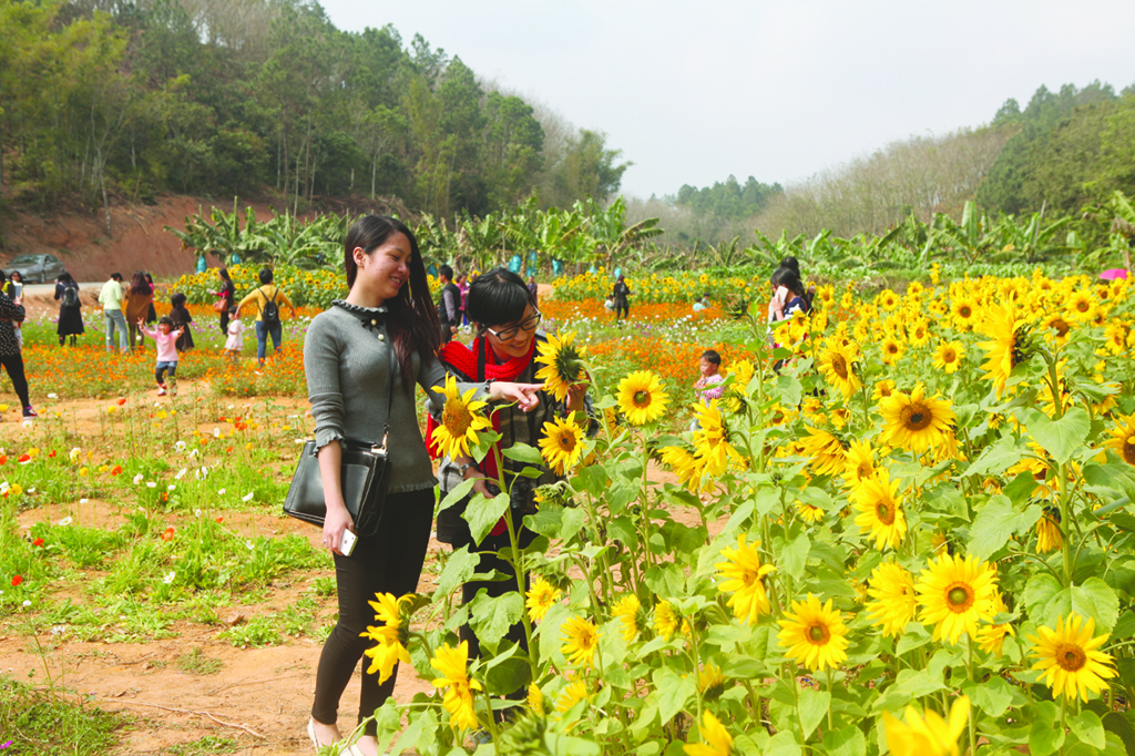 彭村花团锦簇游人如鲫