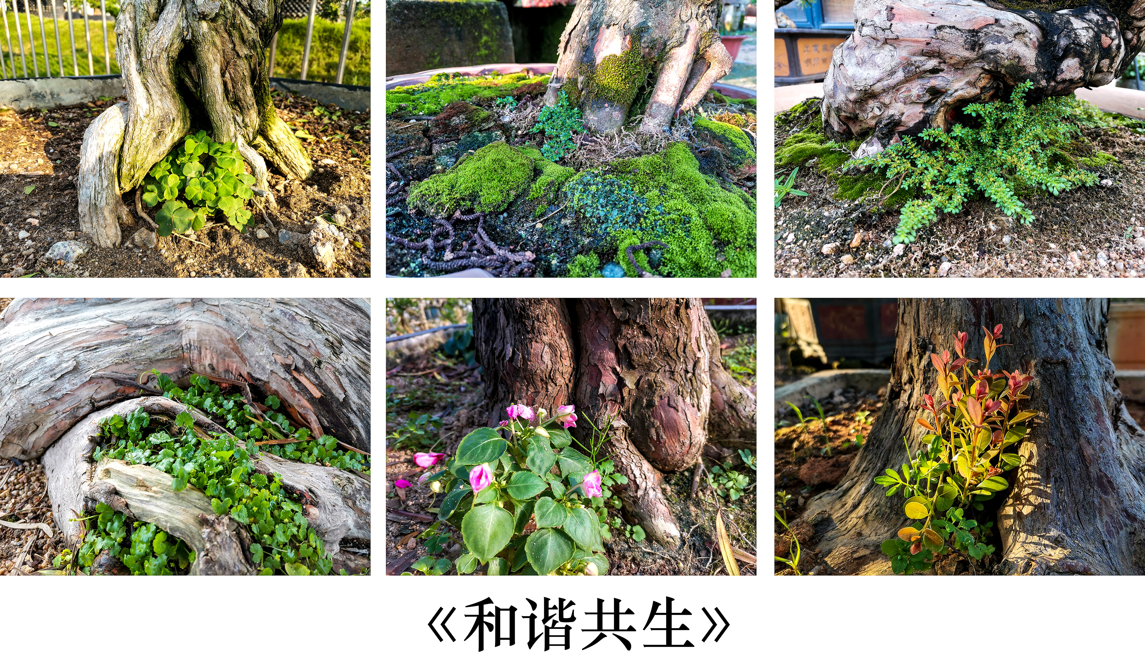 刘秋梅《和谐共生》.jpg