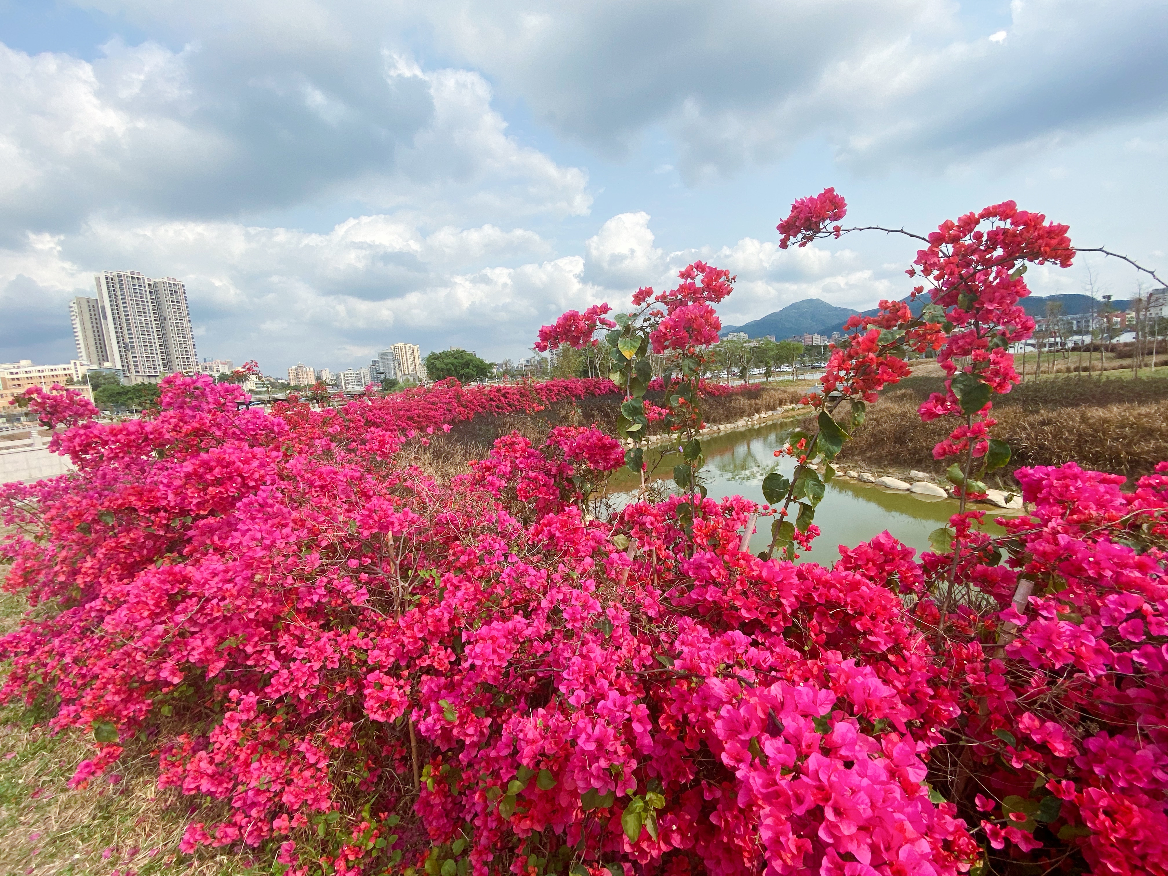 湿地公园簕杜鹃。.jpg