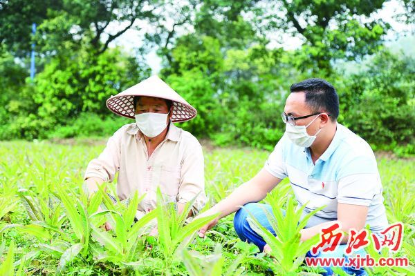 驻村干部在向鼎湖莲花镇种植户杨乐平（左）了解情况。
西江日报记者 杨丽娟 摄