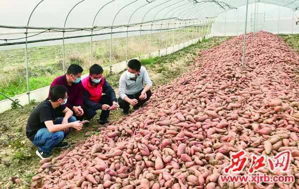 在驻村干部的帮助下，怀集县连麦镇滞销的红薯很快卖完。 西江日报通讯员供图