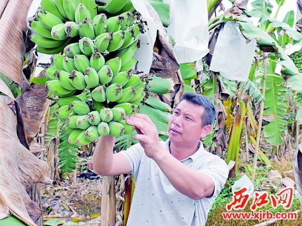 梁裕锋检查香蕉生长情况。 西江日报记者 吴威豪 摄