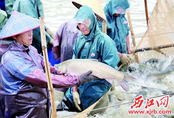 经销商纷纷来收购鲜鱼，解决了滞销问题。 西江日报记者 杨永新 摄