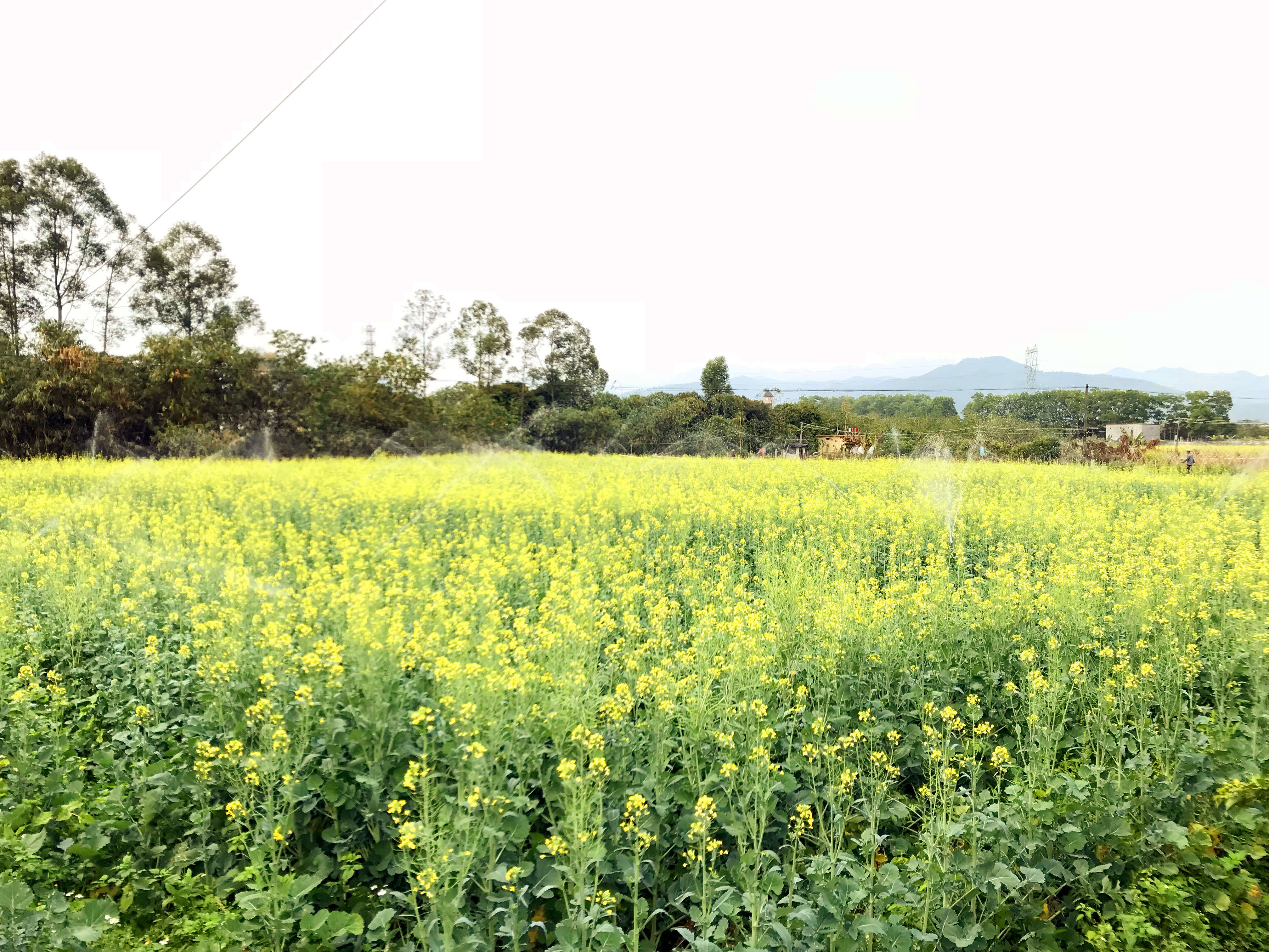 微信图片_20180306200629_副本.jpg