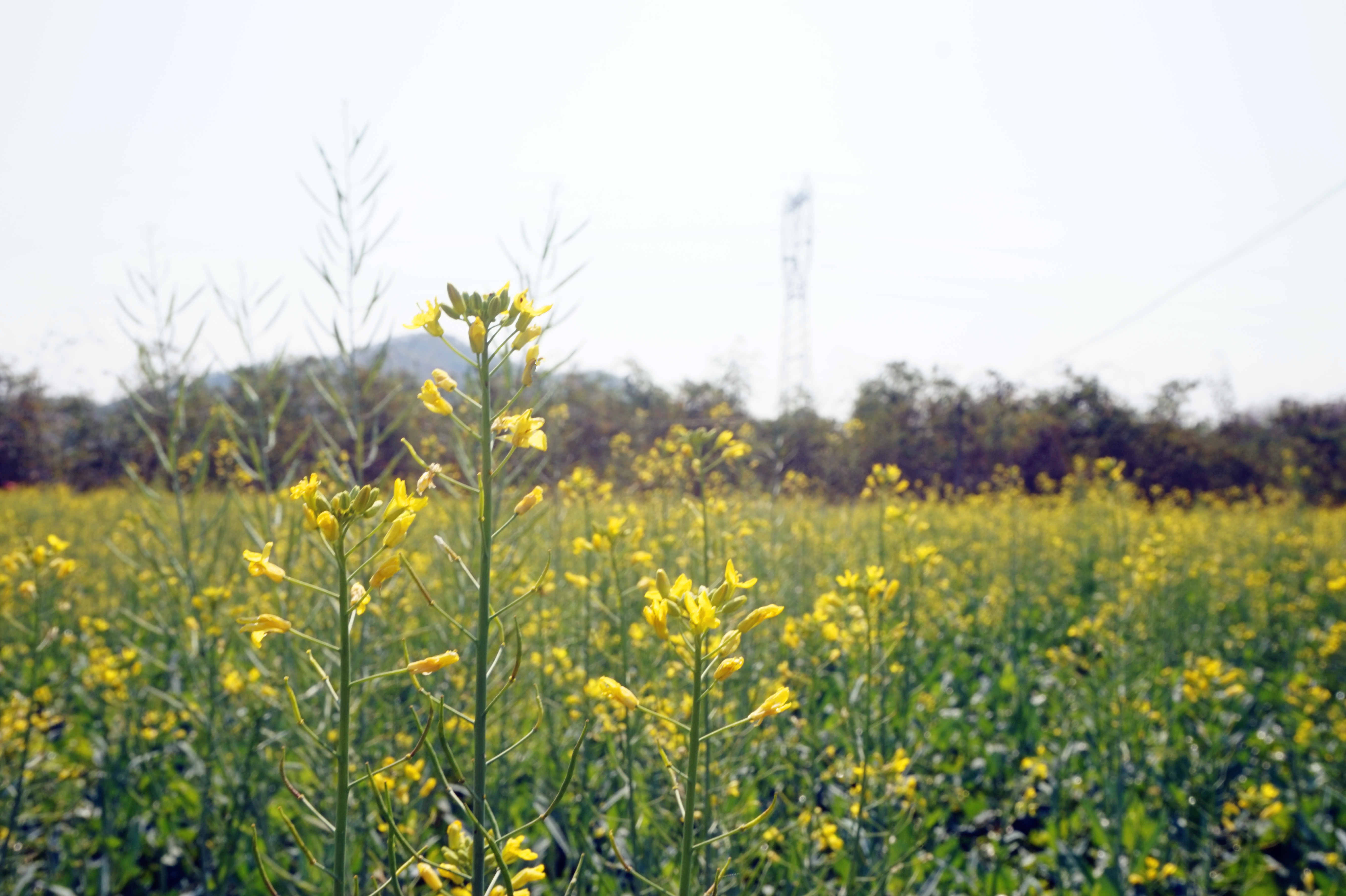 DSC03271_副本.jpg