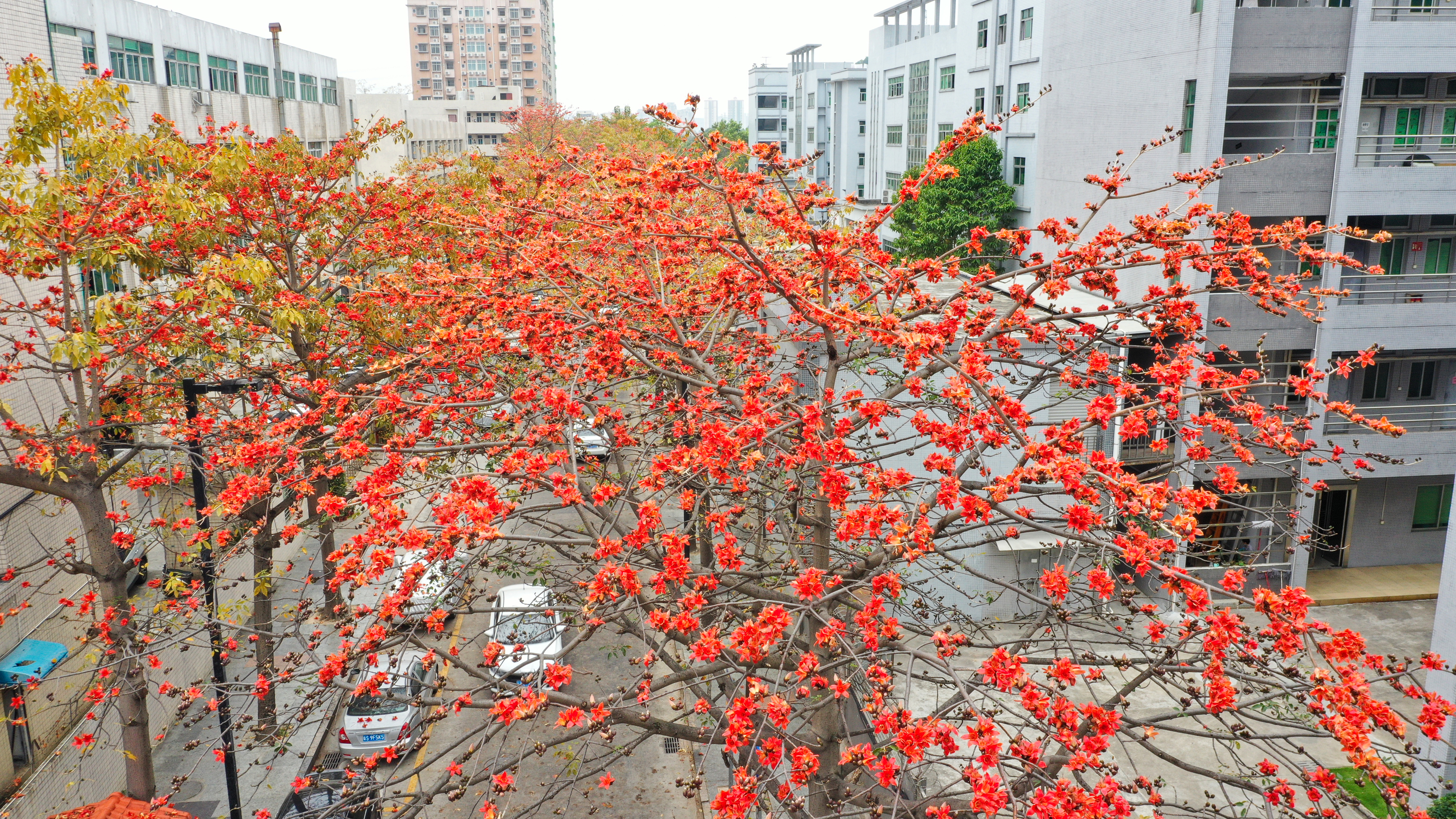 春暖花开 长安春意渐浓.JPG