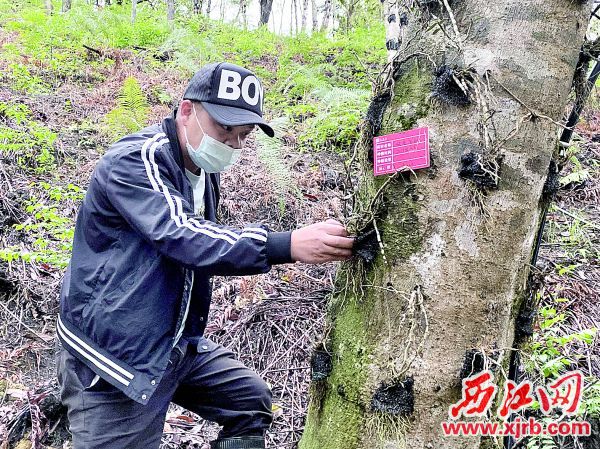 大南药红光种植基地负责人郭柯锋正检查石斛生长情况。 西江日报记者 刘浩辉 摄