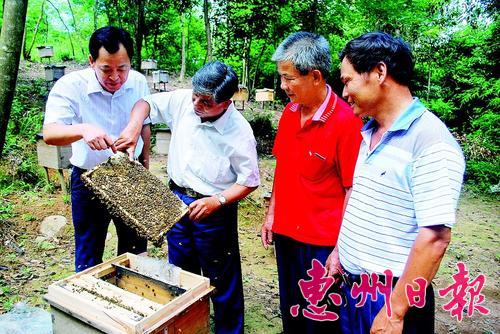 专家在龙城街道青溪养蜂示范基地进行技术指导。.jpg