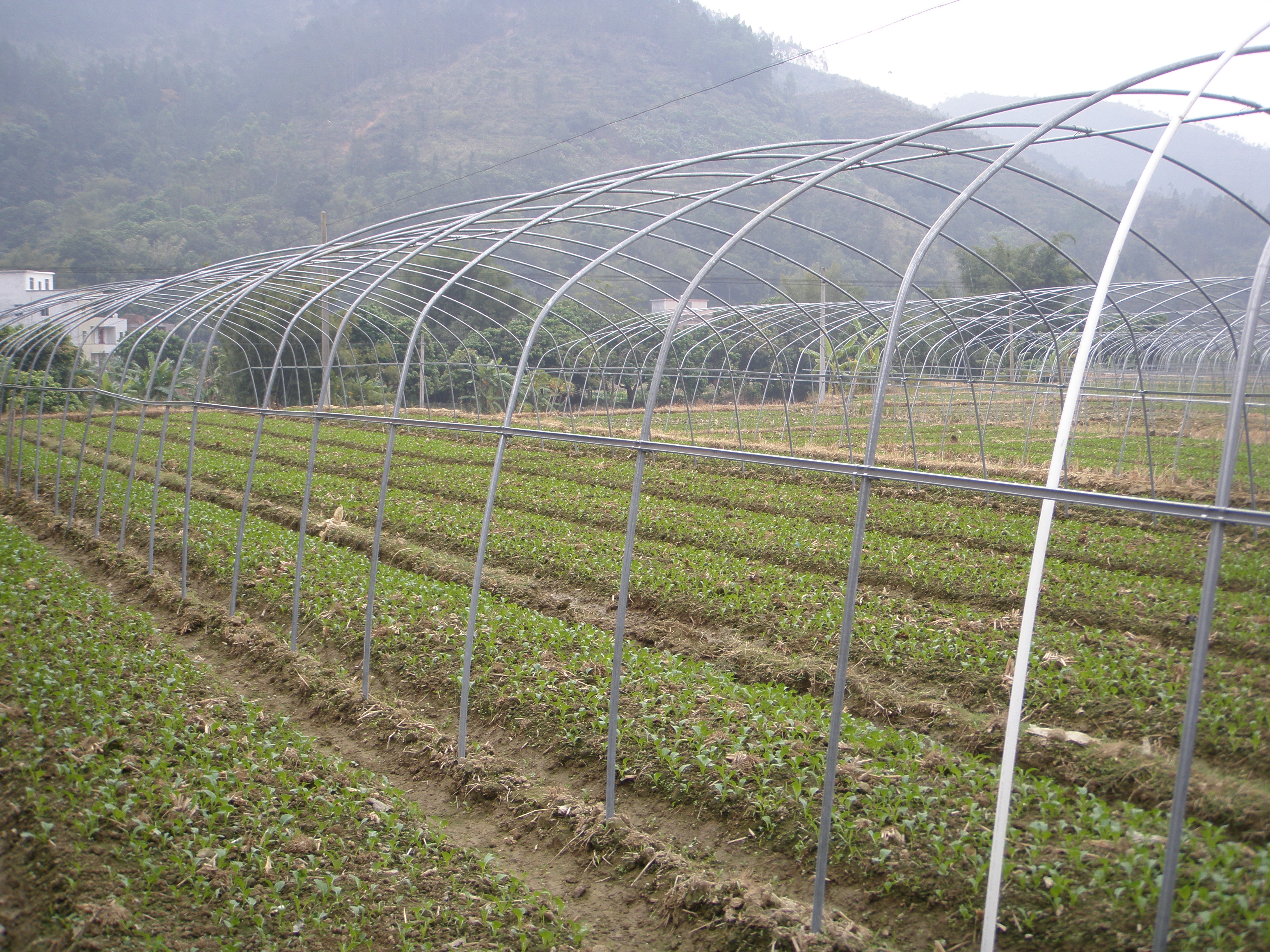 已成规模的大棚菜种植基地