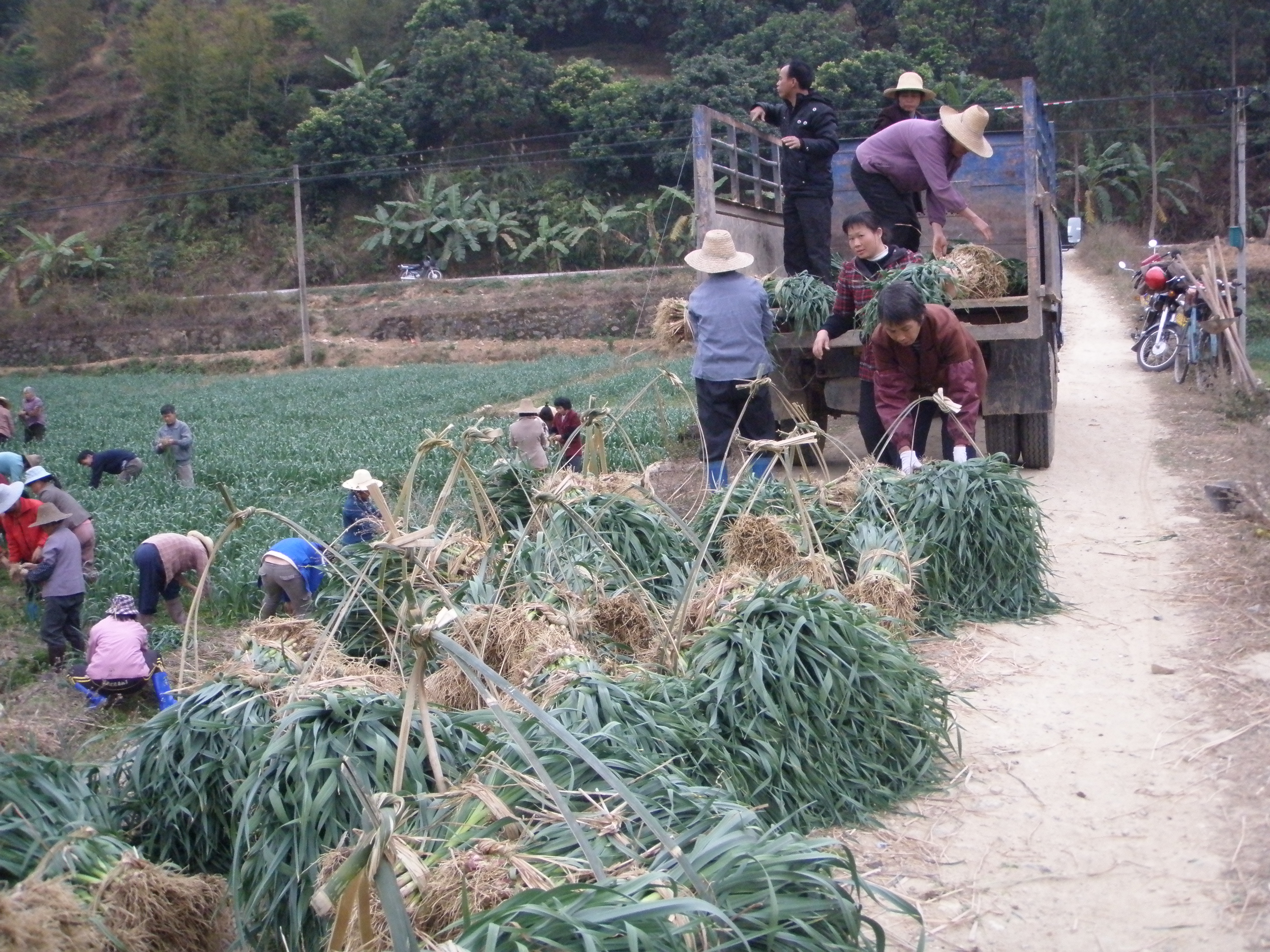 蔬菜收购商正在大堂村蔬菜种植基地收购大蒜