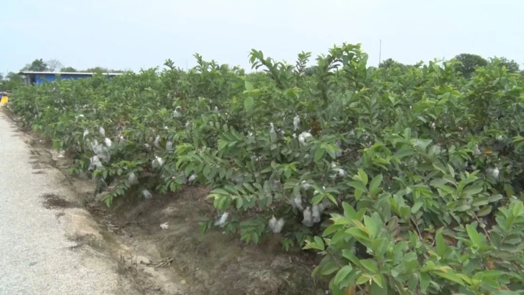 海丰城东赤山：番石榴丰收上市 汕尾新闻 第1张