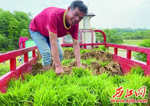 朱铁坚在华辰玫瑰园种植基地务工。 西江日报记者 刘浩辉 摄