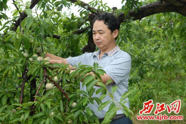 莫玉建和他种植的大蜜李。 西江日报通讯员 谭扬汉 摄