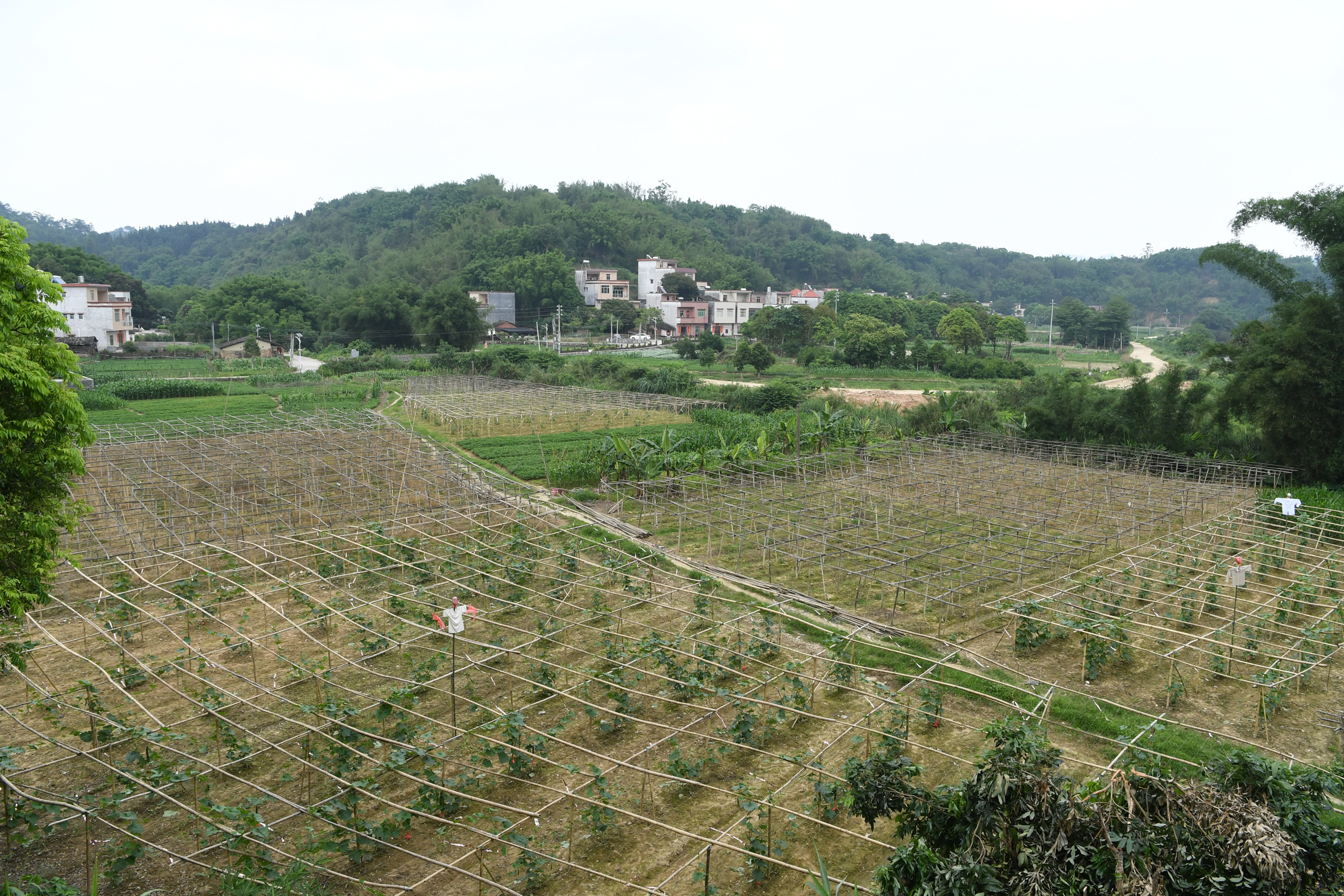 DSC_2647二.JPG