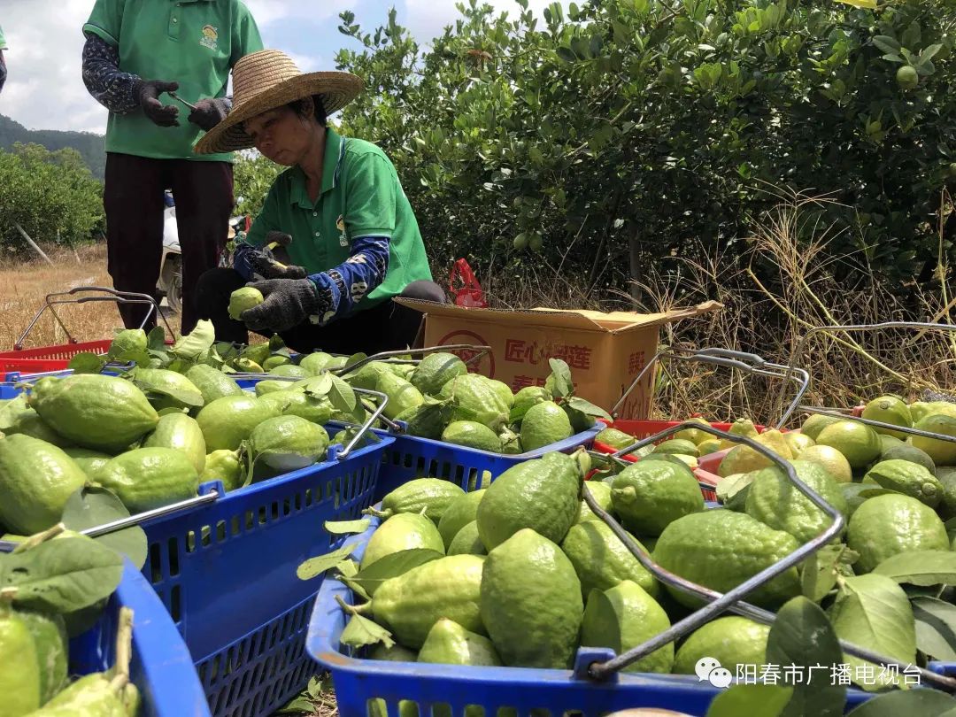 中国首家红柠檬产业种植园----重庆上田生态农业开发股份有限公司_妃柠